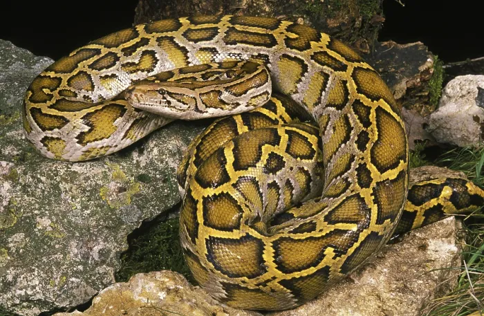 Framed Print : Indian Python (Python molurus) Print Framed Print : Indian Python (Python molurus) Print