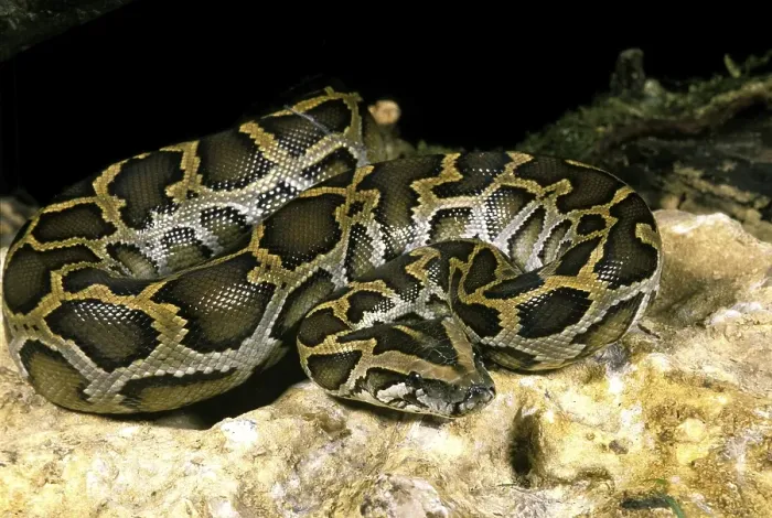 Framed Print : Indian Python Print (python molurus)