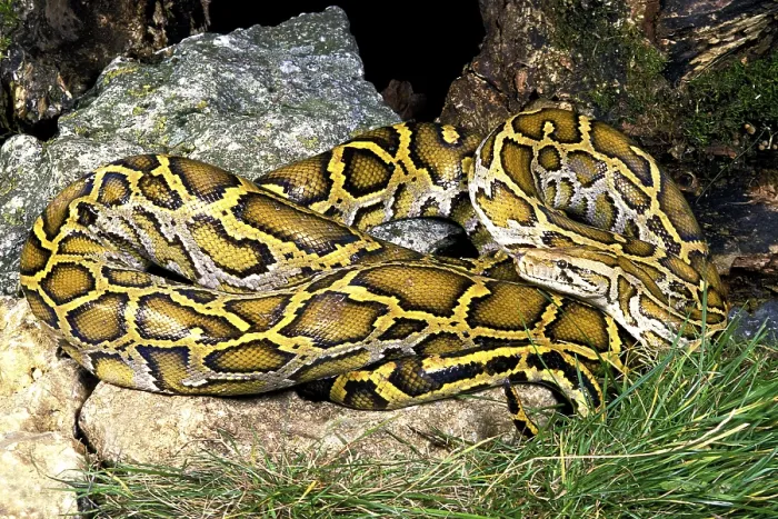 Framed Print : Indian Python (Python molurus) Print