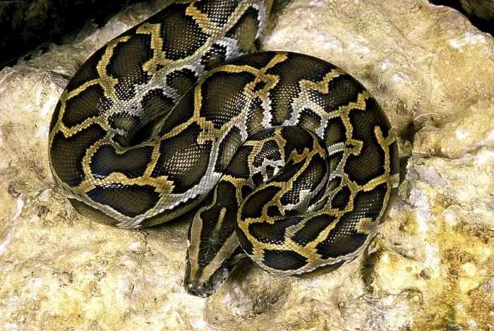Framed Print : Indian Python Print (Python molurus) Framed Print : Indian Python Print (Python molurus)