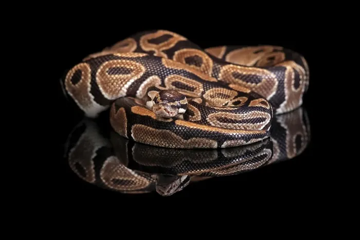 Framed Print : King Python Print - Adult Resting