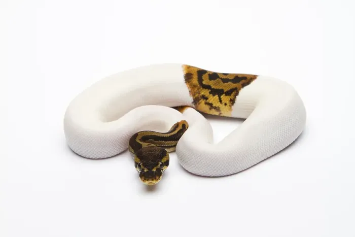 Framed Print : Leopard Piebald Ball Python Print Framed Print : Leopard Piebald Ball Python Print