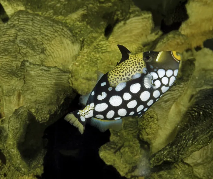 Framed Print : Leopard Triggerfish Print, Tropical Fish Species Framed Print : Leopard Triggerfish Print, Tropical Fish Species