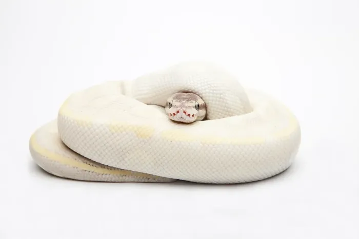Framed Print : Opal Diamond Ball Python Print Framed Print : Opal Diamond Ball Python Print