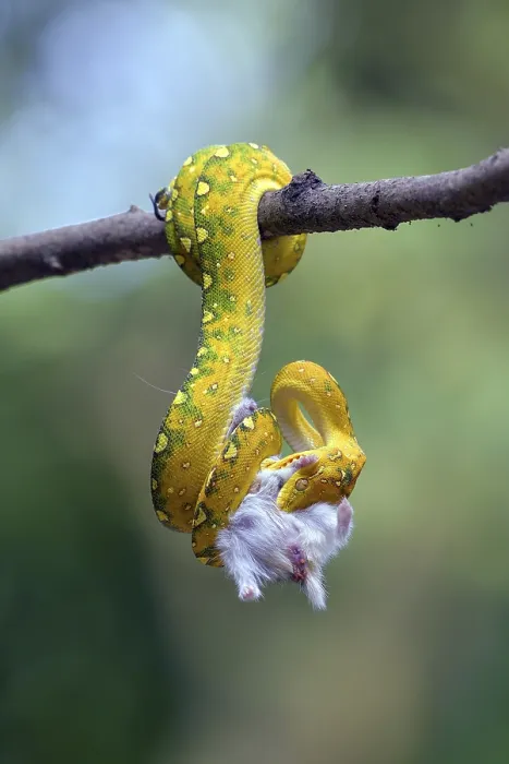 Framed Print : Python Catching Prey on Tree - Print Framed Print : Python Catching Prey on Tree - Print