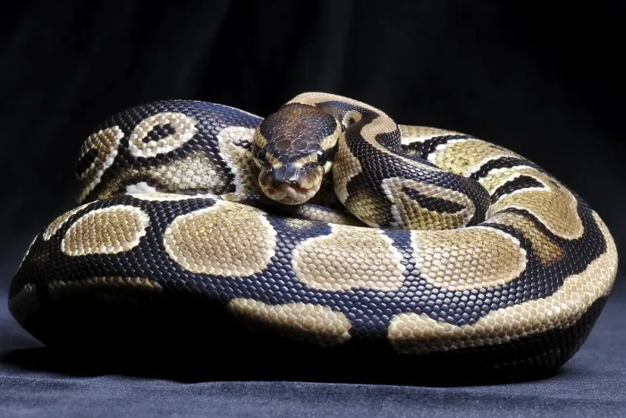 Framed Print : Royal Python Print (Python regius) Framed Print : Royal Python Print (Python regius)