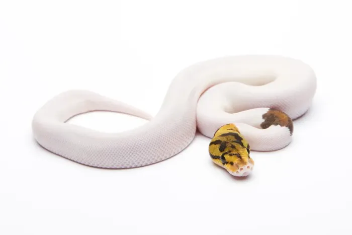 Framed Print : Bumble Bee Piebald Royal Python Print Framed Print : Bumble Bee Piebald Royal Python Print