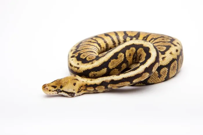 Framed Print : Royal Python Print - Willi Obermayer Collection Framed Print : Royal Python Print - Willi Obermayer Collection