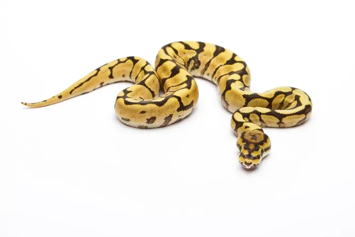 Framed Print : Royal Python Spider Phantom Yellow Belly Print Framed Print : Royal Python Spider Phantom Yellow Belly Print