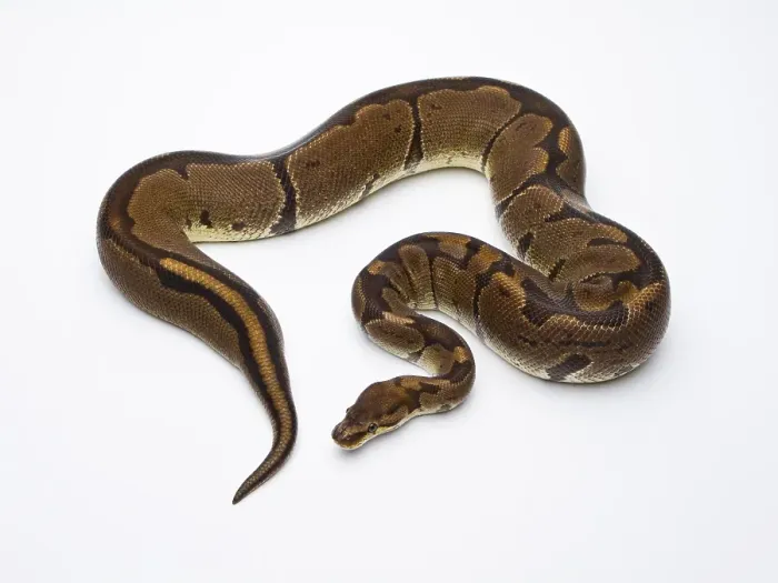 Framed Print : Royal Python Print - Female Super Venom Framed Print : Royal Python Print - Female Super Venom