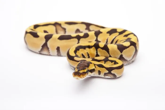 Framed Print : Royal Python Print, Female Tiger Pattern Framed Print : Royal Python Print, Female Tiger Pattern