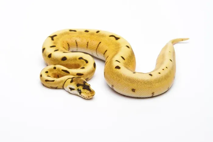 Framed Print : Royal Python Print, Female with Tiger Spider Framed Print : Royal Python Print, Female with Tiger Spider