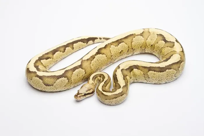 Framed Print : Royal Python Print - Vanilla Cream Male Framed Print : Royal Python Print - Vanilla Cream Male