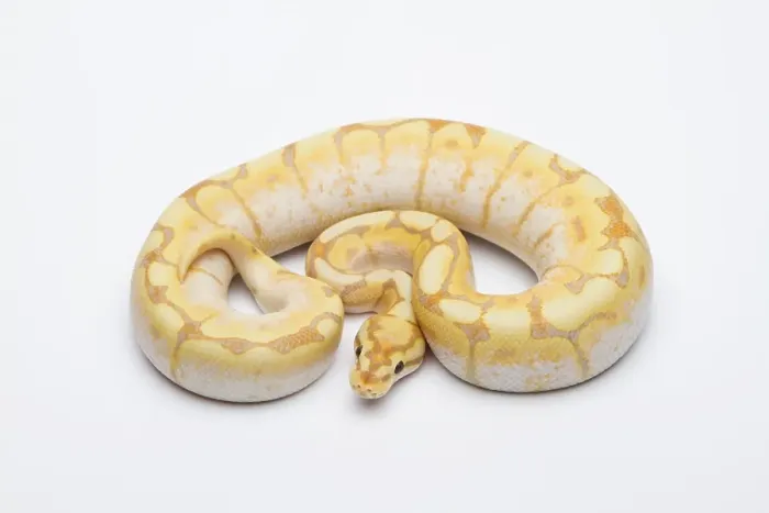 Framed Print : Spider CG Ball Python Print Framed Print : Spider CG Ball Python Print