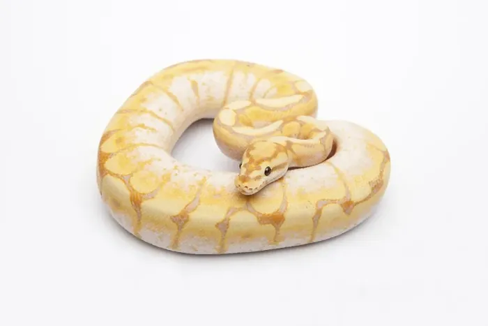 Framed Print : Spider CG Ball Python Print Framed Print : Spider CG Ball Python Print