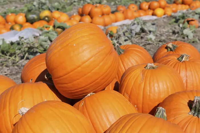 Framed Print : Pumpkins in a Pumpkin Patch Print Framed Print : Pumpkins in a Pumpkin Patch Print