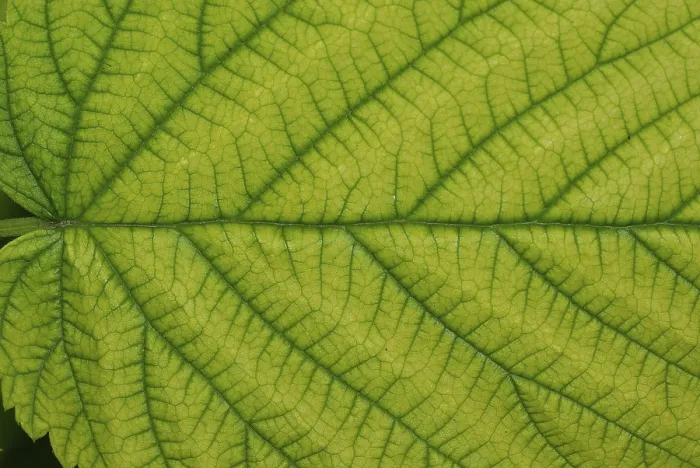 Framed Print : Raspberry Leaf Print - Top Side