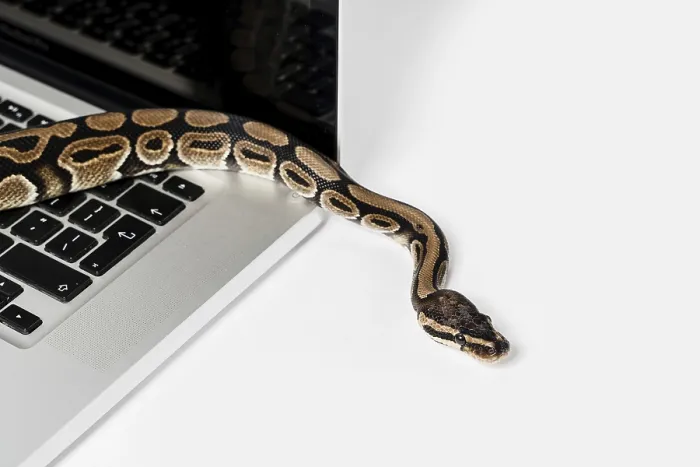 Framed Print : Real Python Snake and Laptop Computer Print: Coding Concepts Framed Print : Real Python Snake and Laptop Computer Print: Coding Concepts