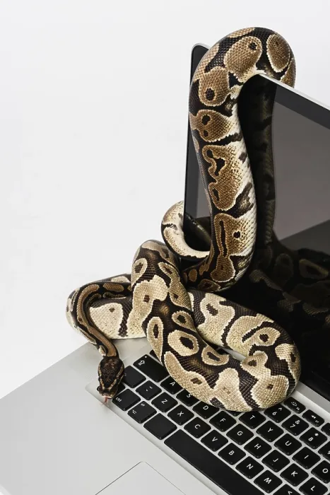 Framed Print : Python Snakes and Laptops: Software Engineering Print Framed Print : Python Snakes and Laptops: Software Engineering Print