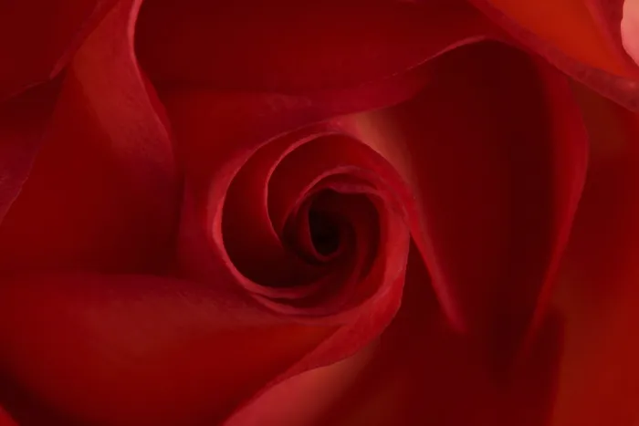 Framed Print : Red Rose Print - Vibrant Floral Art Framed Print : Red Rose Print - Vibrant Floral Art