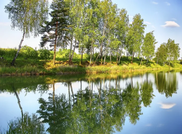Framed Print : Reflection of Trees in River Print