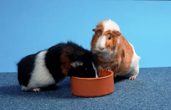 Rex Guinea Pig and Abyssinian Guinea Pig Art Prints