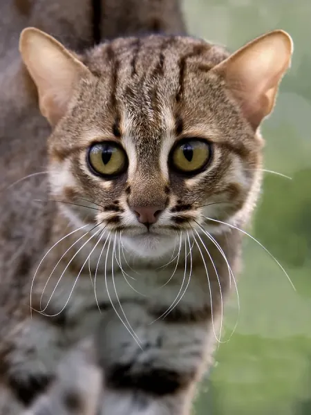 Rusty-Spotted Cat Print Adult Art Prints, Posters