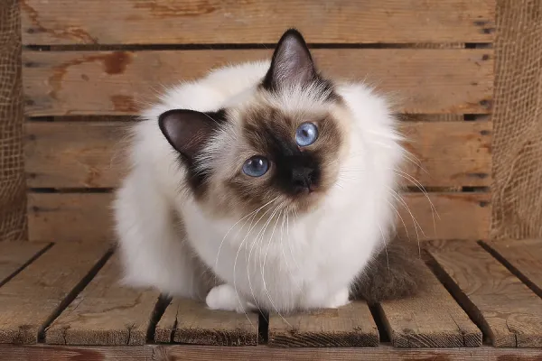 Sacred Cat of Burma Print: Sealpoint Art Prints, Posters