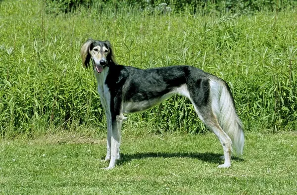 Saluki Breed Persian Greyhound Portrait Of A Elegant Saluki