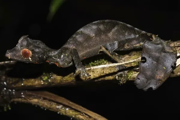 Satanic Leaf-Tailed Gecko Art Prints, Posters & Puzzles