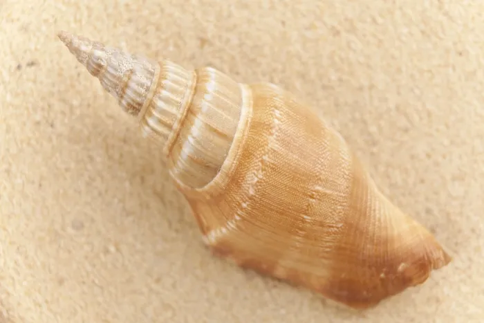 Framed Print : Shell on the Beach Print