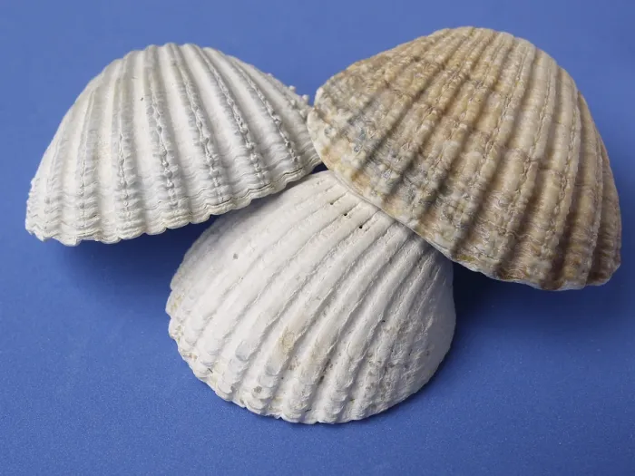 Framed Print : Shells Shells Print by imageBROKER