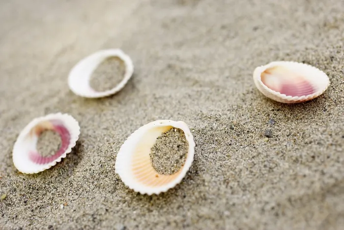 Framed Print : Shells on the Beach Print Framed Print : Shells on the Beach Print