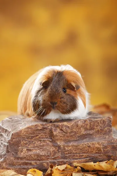 pig colors golden agouti guinea pig