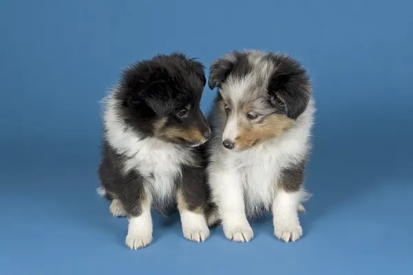 6-Week Tricolor and Blue Merle Shetland Sheepdog Puppies Print