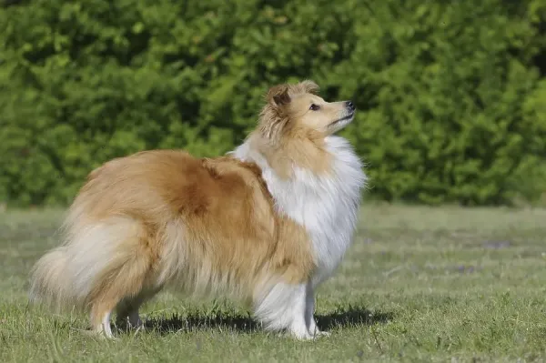 Sable Coloured Shetland Sheepdog Art Prints, Posters