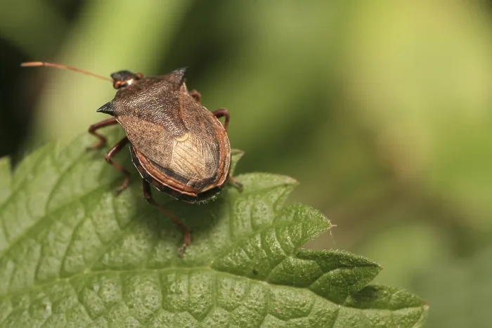 Framed Print : Shield Bug on Leaf Print