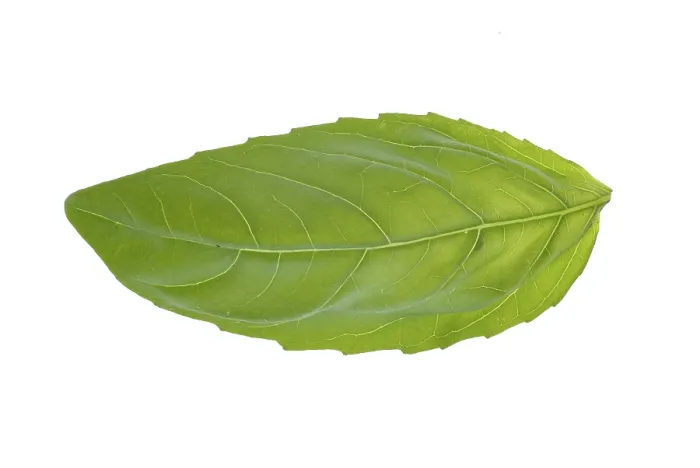 Framed Print : Single Basil Leaf Print