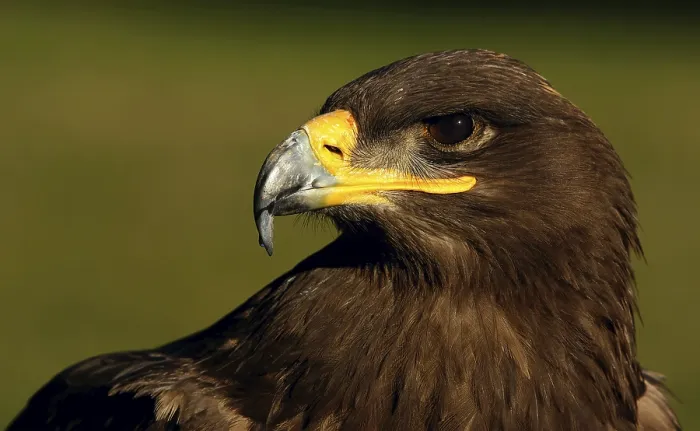 Framed Print : Steppe Eagle Print - A Majestic Bird of Prey