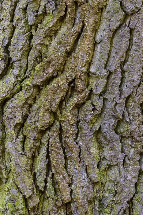 Framed Print : Oak Bark Structure Print, Zandvoort, Netherlands Framed Print : Oak Bark Structure Print, Zandvoort, Netherlands
