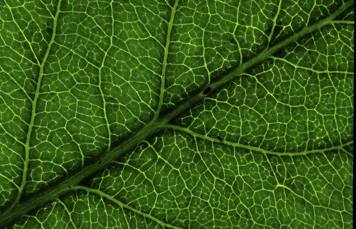 Framed Print : Structure of a Leaf Print
