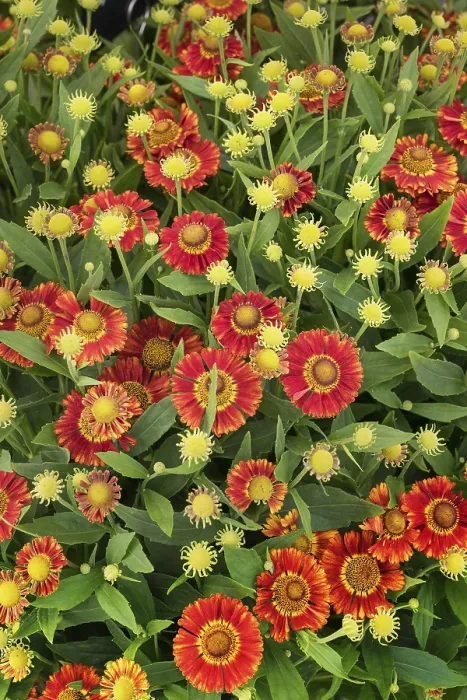 Framed Print : Helenium spec. Print - Sun Bride Ruby Dwarf Framed Print : Helenium spec. Print - Sun Bride Ruby Dwarf