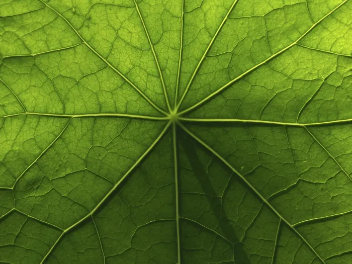 Framed Print : Nasturtium Leaf Print, Surface and Structure Framed Print : Nasturtium Leaf Print, Surface and Structure