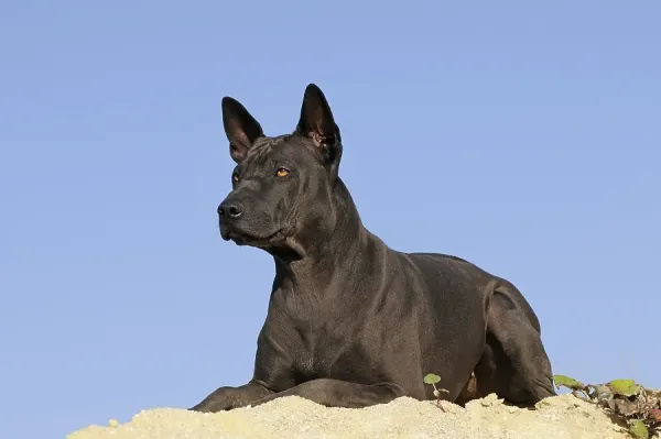Thai Ridgeback, Black Female Art Prints, Posters Puzzles