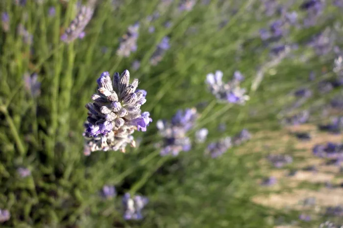 Framed Print : Thyme Print - Aromatic Herb in Bloom Framed Print : Thyme Print - Aromatic Herb in Bloom