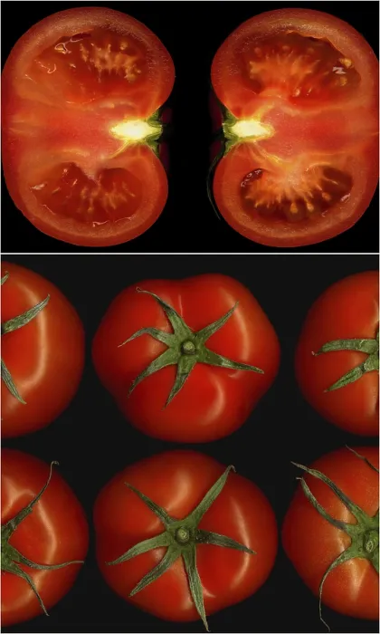 Framed Print : Tomatoes Collage Composition Print on Black Square Frame Framed Print : Tomatoes Collage Composition Print on Black Square Frame