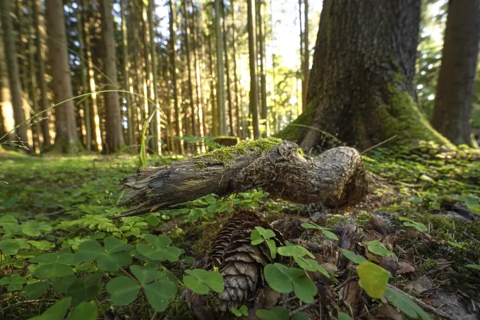 Framed Print : Tree Root in Evening Light Print, Black Forest Framed Print : Tree Root in Evening Light Print, Black Forest