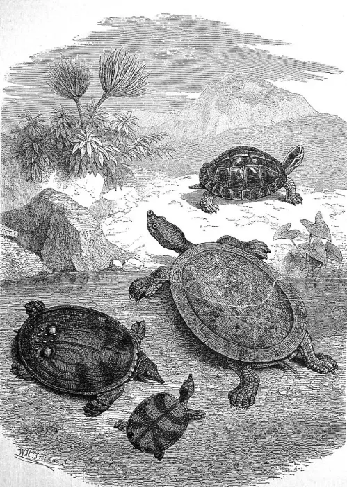 Framed Print : Turtles on Java Beach Print, circa 1880