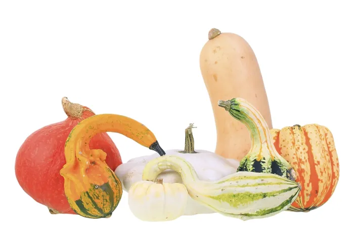 Framed Print : Various Squashes and Pumpkins Print Framed Print : Various Squashes and Pumpkins Print