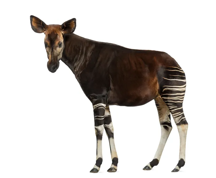 Framed Print : Okapi Side View Print - Okapia johnstoni